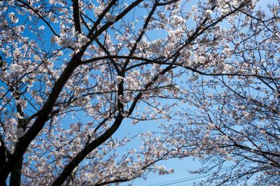 平成最後の桜
