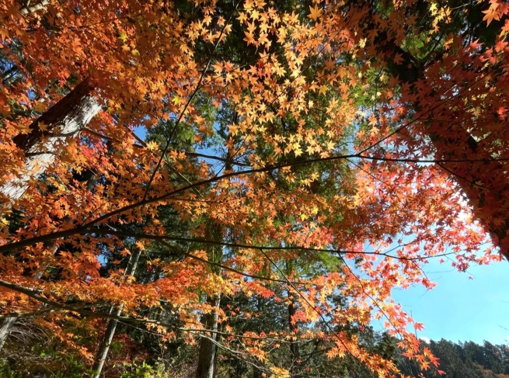紅葉をもとめて