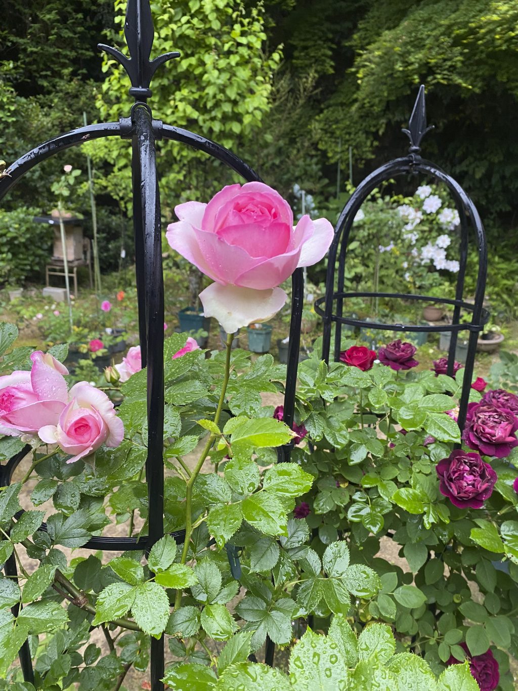 秘密の花園